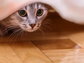 Chat tigré caché sous un meuble, les yeux grands ouverts