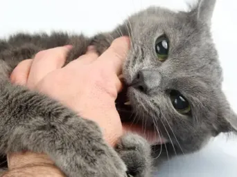 Chat gris qui mordille la main de son humain