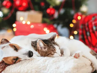 Chien et chat endormis côte à côte devant un sapin de Noël