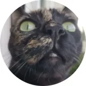 Maya