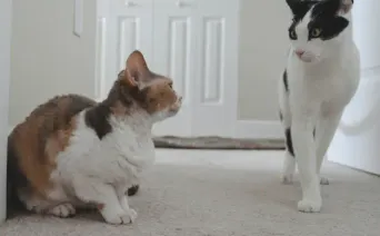 Deux chats dans un couloir, un chat tricolore assis contre le mur et un chat noir et blanc debout face à lui.