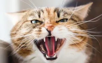 Gros plan d'un chat tigré qui feule, la gueule ouverte.