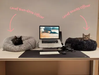 Un bureau avec un ordinateur portable, Maya et Leilo installés chacun dans un panier de part et d'autre de l'écran. Au mur, leurs titres : Chief Bien-Être Officer et Chief Snacks Officer.